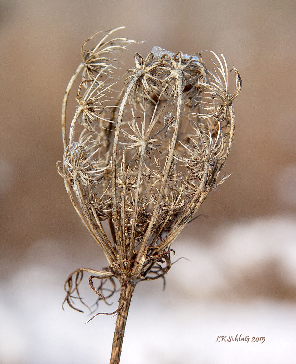 daucusCarotaSeedhead31i15NChagrin0240as.jpg