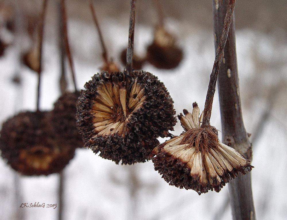 cephalanthusOccidentalisSeedhead15ii15NChagrin0204as.jpg