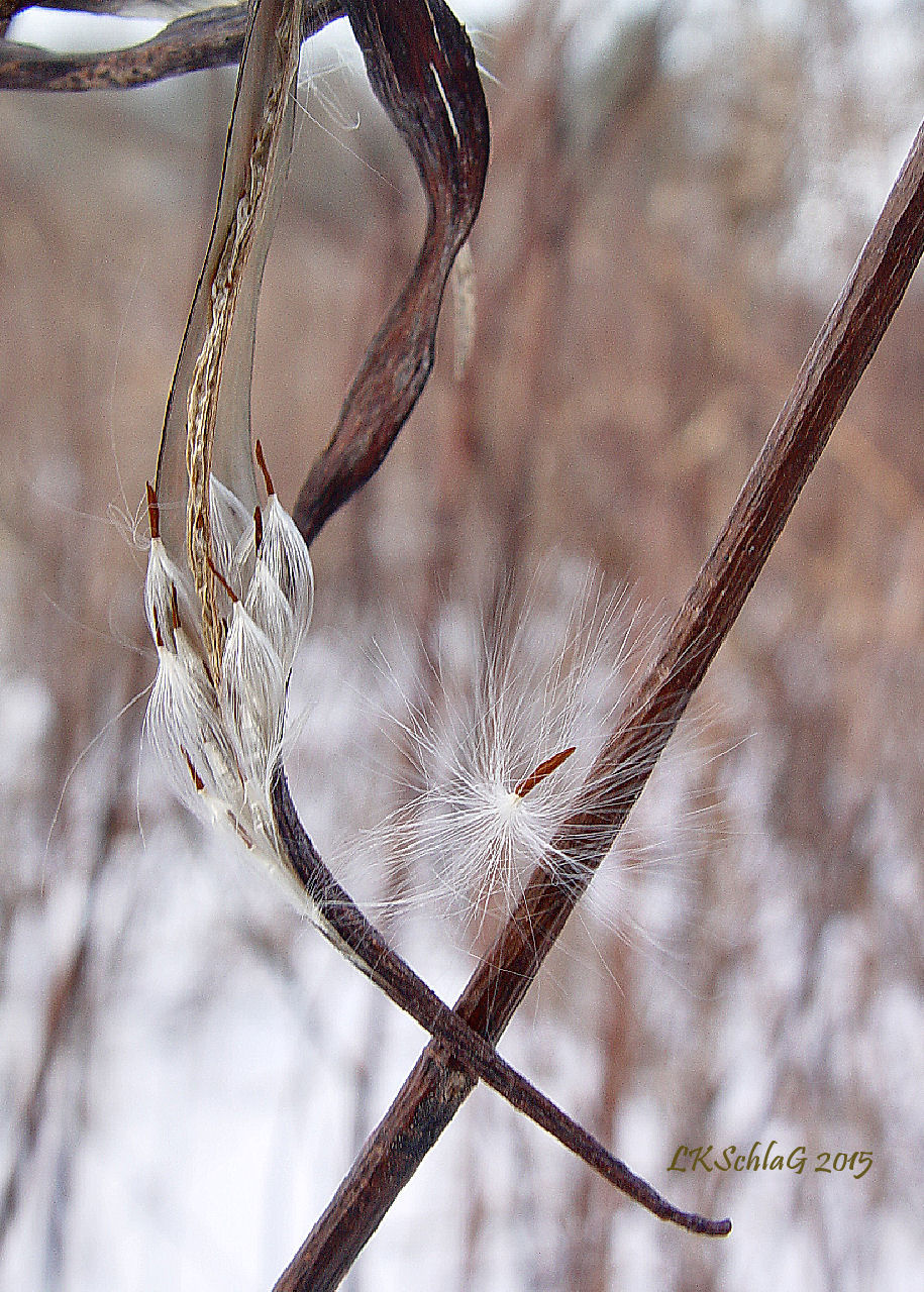 dogbaneSeedhead17i2015ChagrinField0208as.jpg