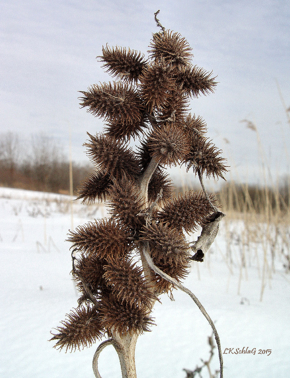 xanthiumSpSeedhead24ii15LakeFrontNP0237as.jpg