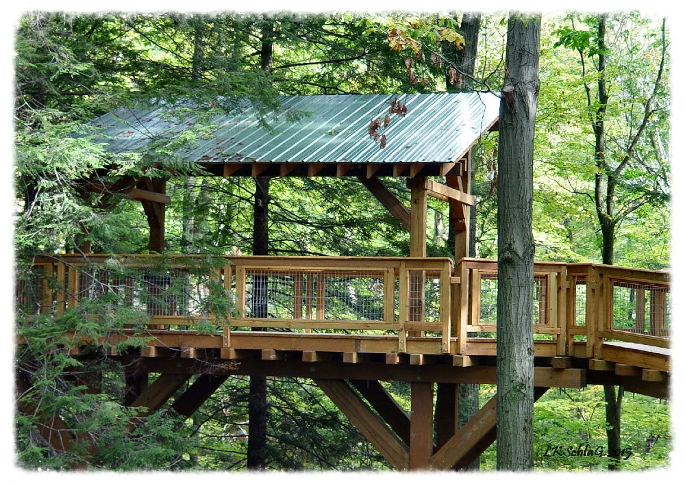 Canopy Walk