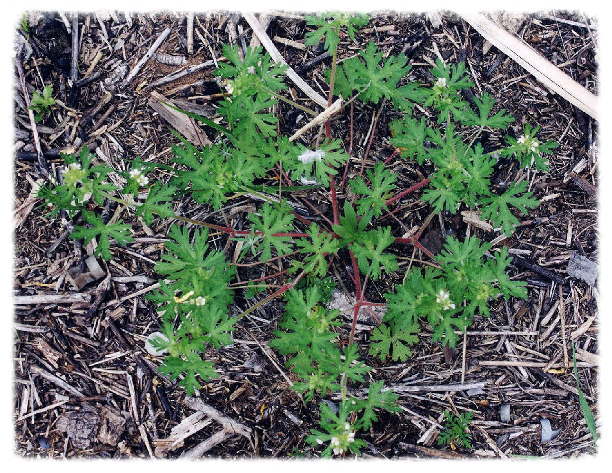 Geranium bicknellii: Jennifer Anderson, hosted by the USDA-NRCS PLANTS Database
