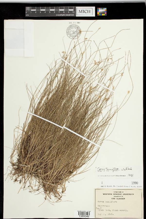 Carex teniuflora: Northern Great Plains Herbaria Citation: www.ngpherbaria.org/portal/collections/individual/index.php?occid=7577837