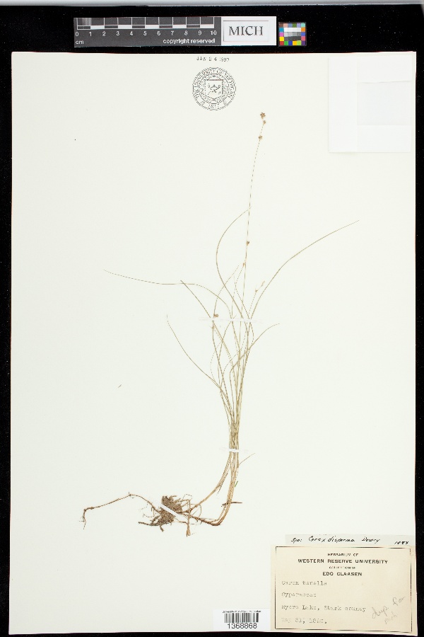 Carex disperma: Northern Great Plains Herbaria Citation: www.ngpherbaria.org/portal/collections/individual/index.php?occid=7557366