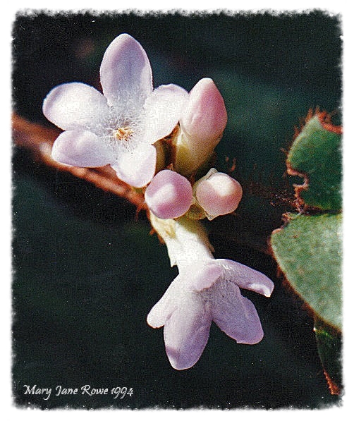 photograph taken in 1994 by Mary Jane Rowe who valued our natural world especially wildflowers and shared with our society courtesy of Robert A. Rowe