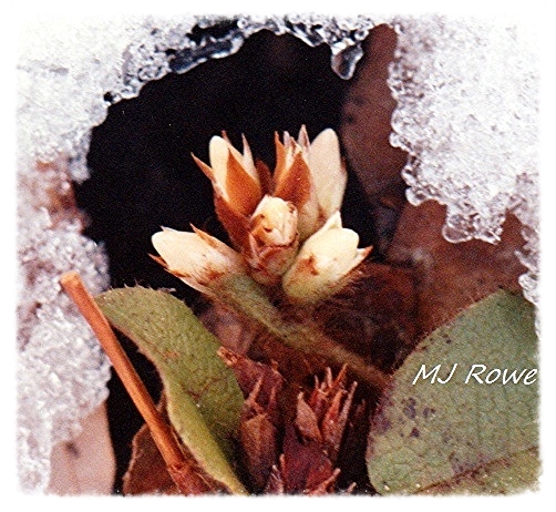 photograph taken in 1994 by Mary Jane Rowe who valued our natural world especially wildflowers and shared with our society courtesy of Robert A. Rowe