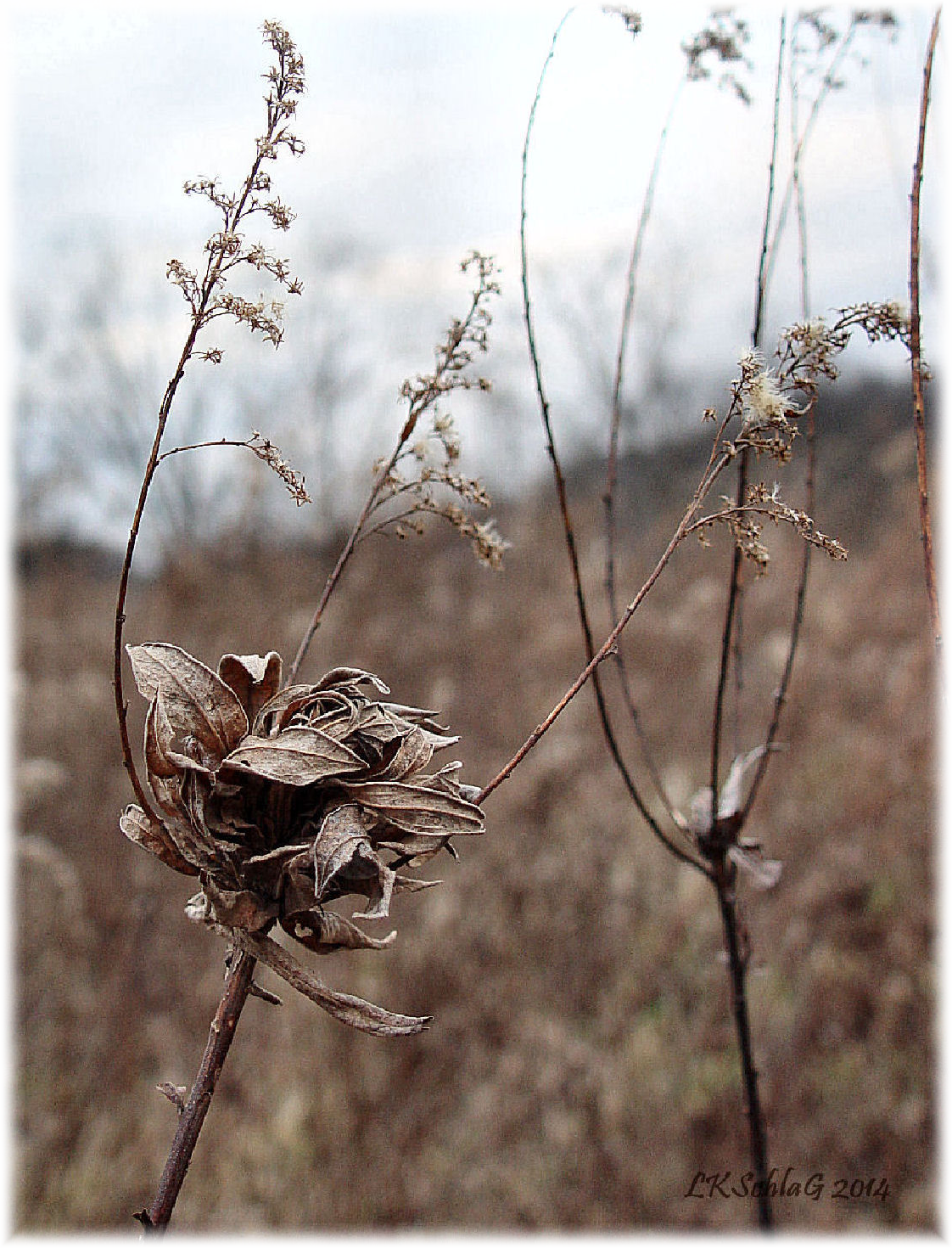 goldenrod bunch gall photograph courtesy of Lisa K. Schlag