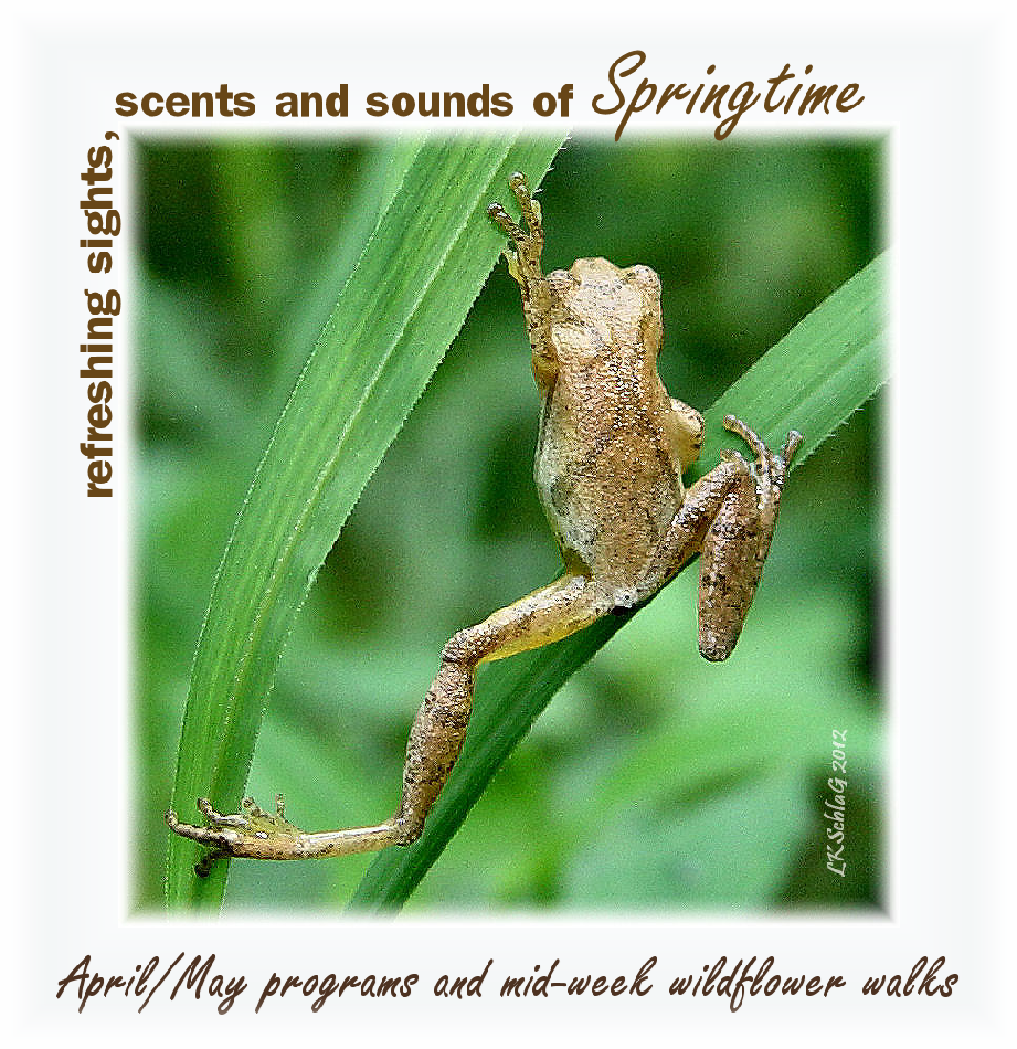 springtime2017asf.png