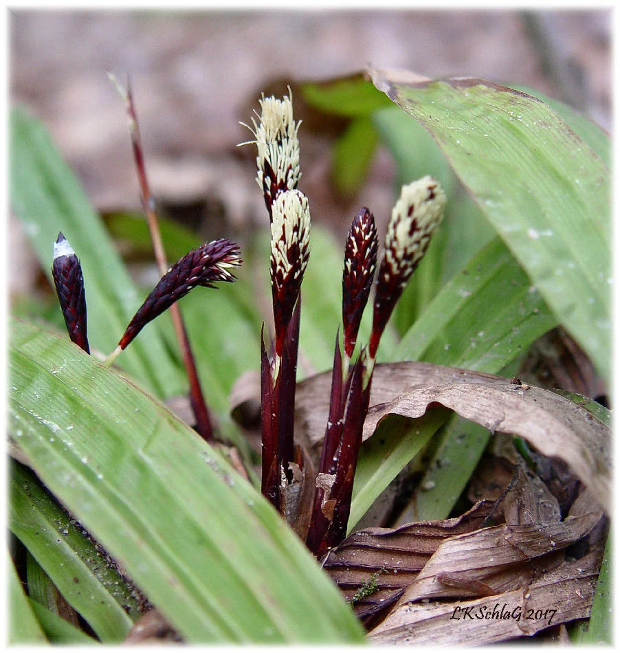 carexPlantagineaFlowers2vi2017SquiresCastle04677asff.jpg