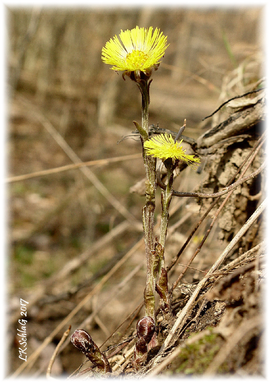 farfaraTussilagoFlower5iv2017WMillsTH04727asff.jpg