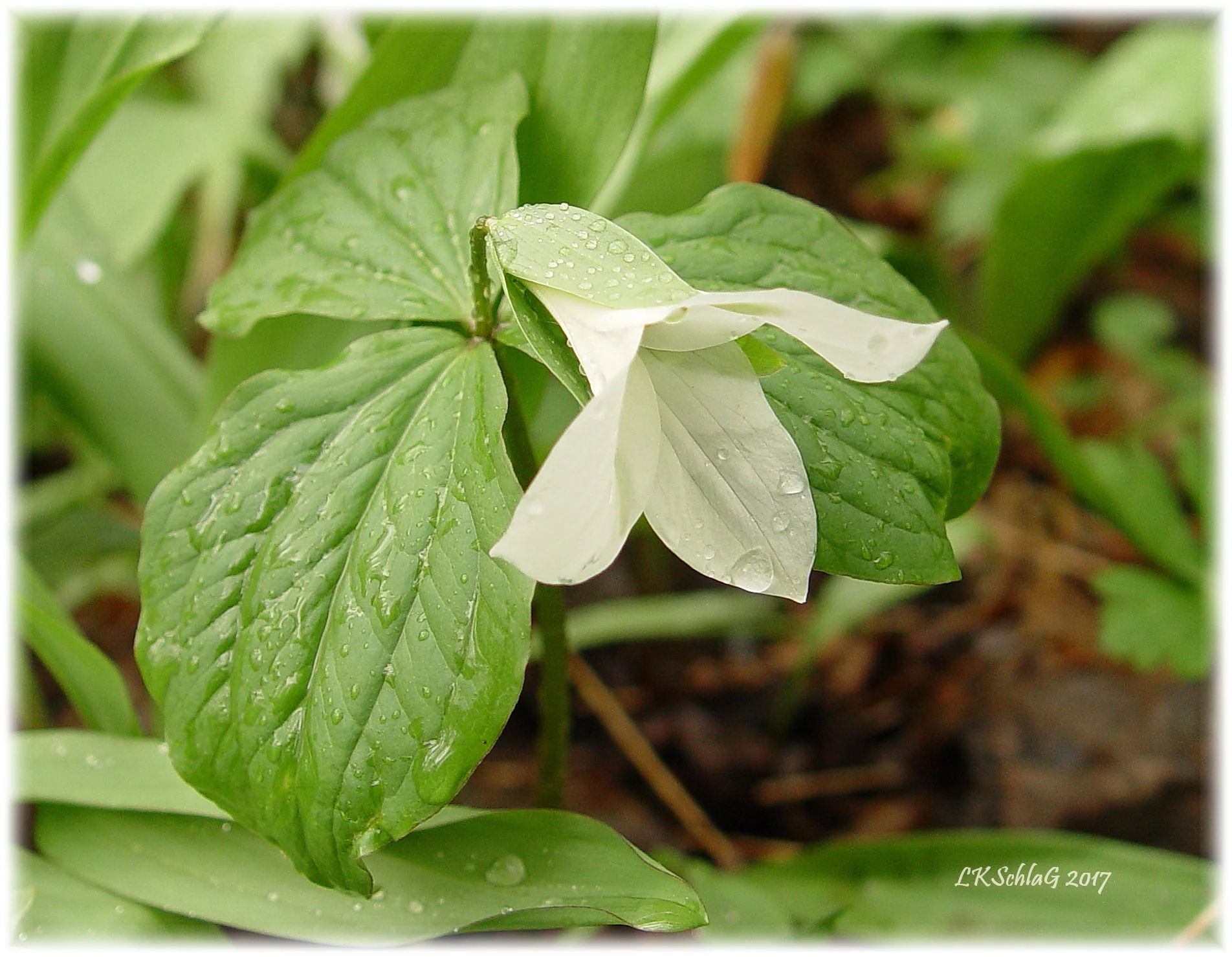 trilliumGrandiflorumFloweriv202017Sawdust4847asf.jpg