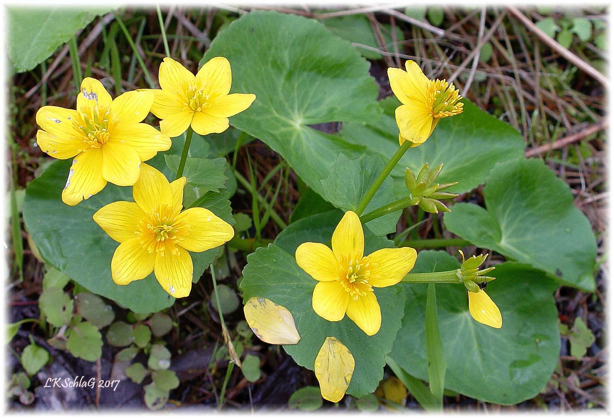 calthaPalustrisFlowerLeavesiv2020174870asf.jpg