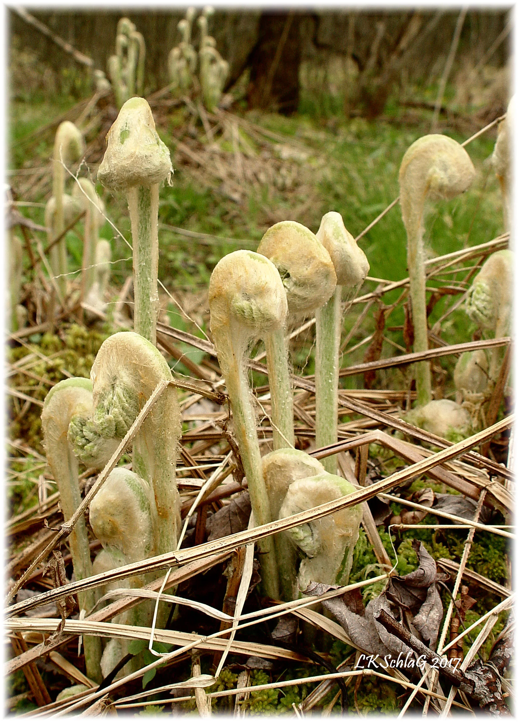 osmundaCinnamomeaNewFiddles20iv2017Sawdust4869asf.jpg
