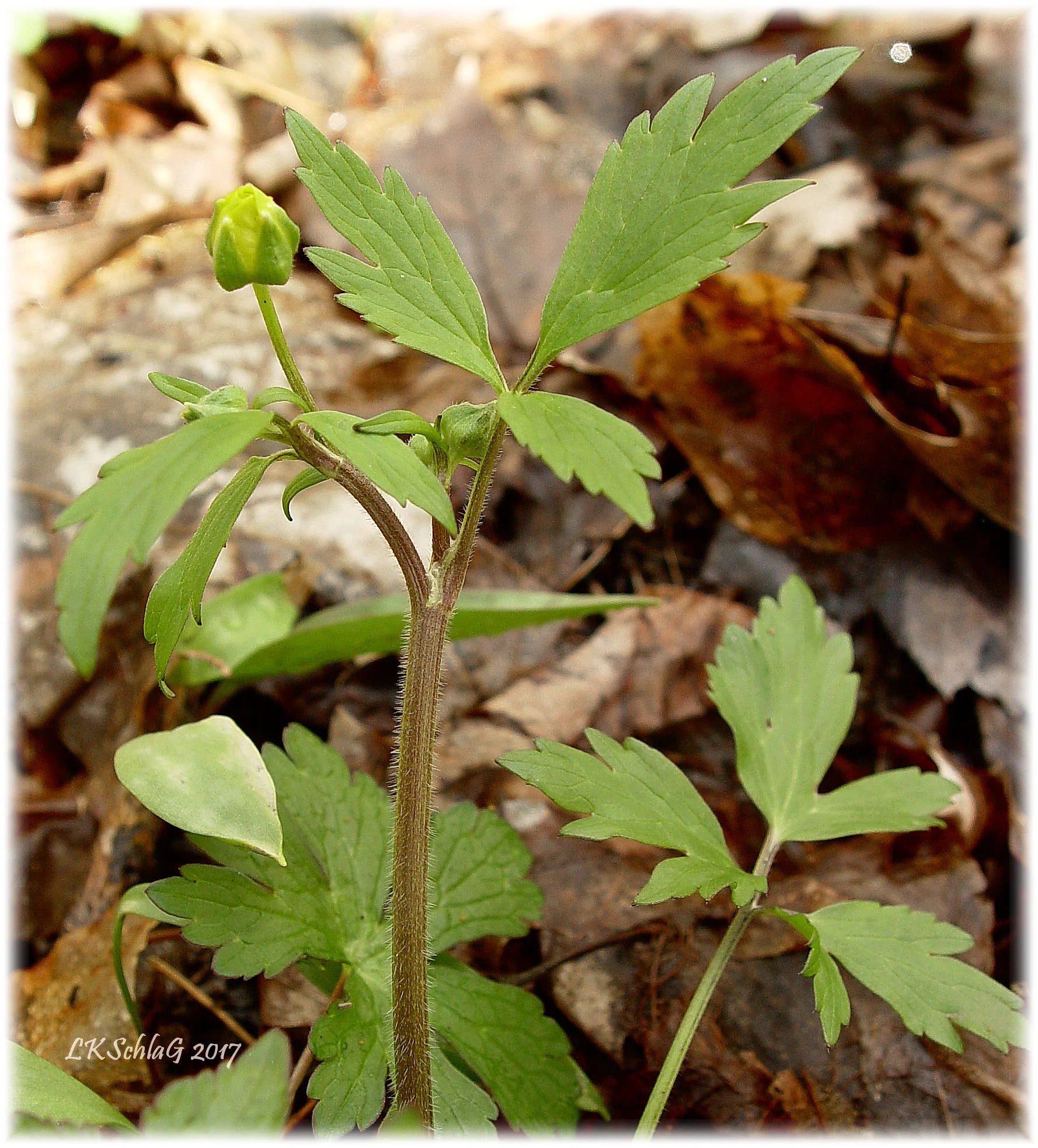 ranunculusSeptentrionalisBudLeaves20iv2017Sawdust4863asf.jpg