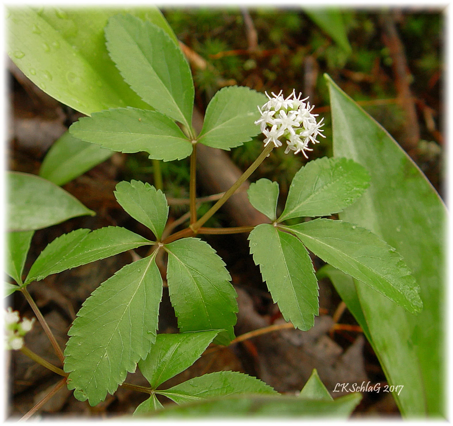 panaxTrifoliumFlowerLeavesiv202017Sawdust4850asf.jpg