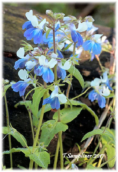 DSC04094 blue eyed mary natl light_asf.jpg