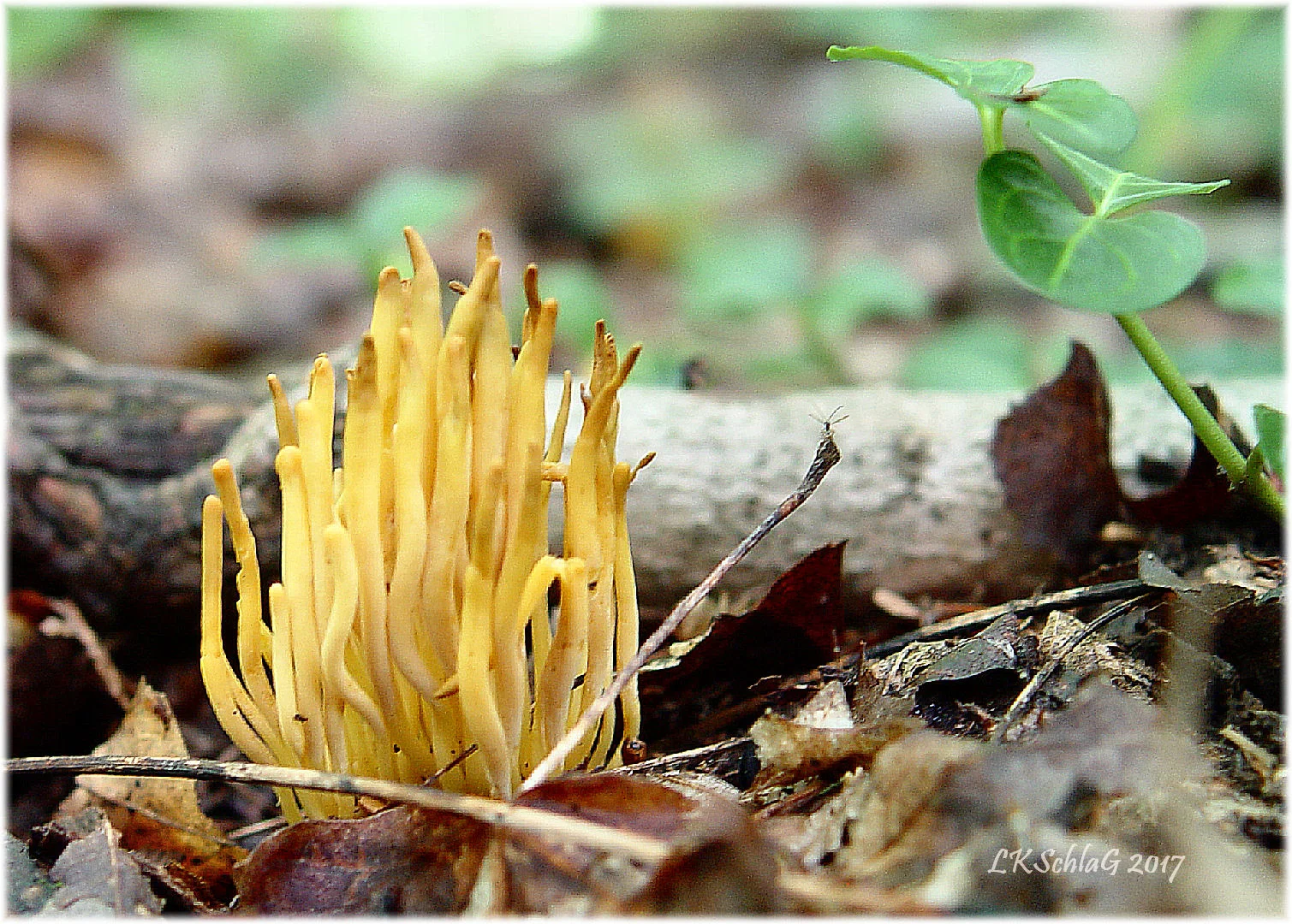 fungusCoralFruit22vii2017Garrettsville05472afs.jpg