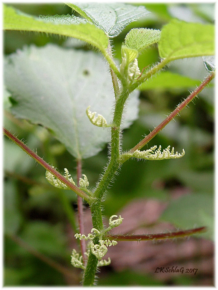 Wood nettle , Laportea canadensis , Vermilion River Reservation - Bacon Woods, Erie County 27 July 2017, Lisa K. Schlag Wood nettle is native to Ohio and is the only nettle with alternate leaves according to Newcomb's Wildflower Guide . Wood nettle has stiff stinging hairs covering the stem, leaf petiole, and leaf underside. Similar to stinging nettle , Urtica dioica , in this regard; however, stinging nettle is not native and has opposite leaves.