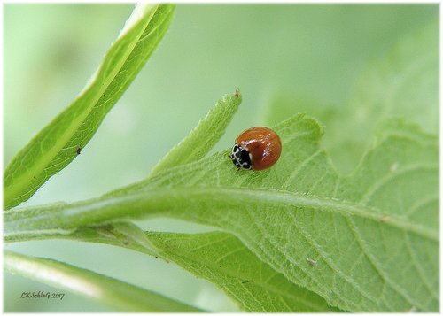 THE NATIVE PLANT SOCIETY OF NORTHEASTERN OHIO