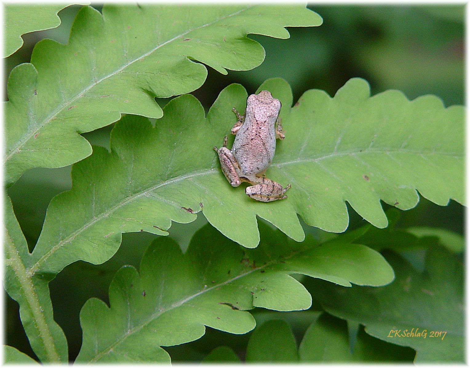 Spring peeper sitting on frond of sensitive fern , Onoclea sensibilis , Hiram Township private property, Portage County 10 August 2017, Lisa K. Schlag