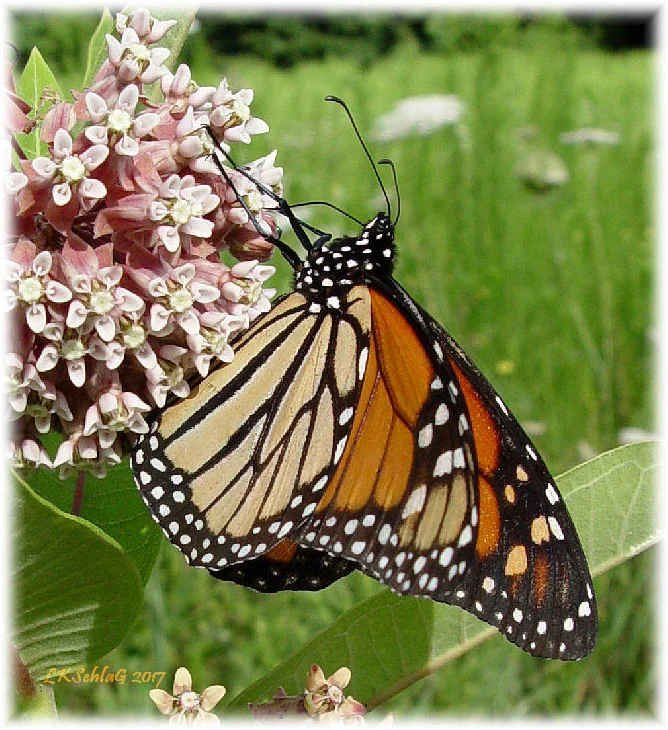 Monarch butterfly sipping nectar from flower of common milkweed , Asclepias syriaca , North Kingsville Sand Barrens , Ashtabula County 5 August 2017, Lisa K. Schlag
