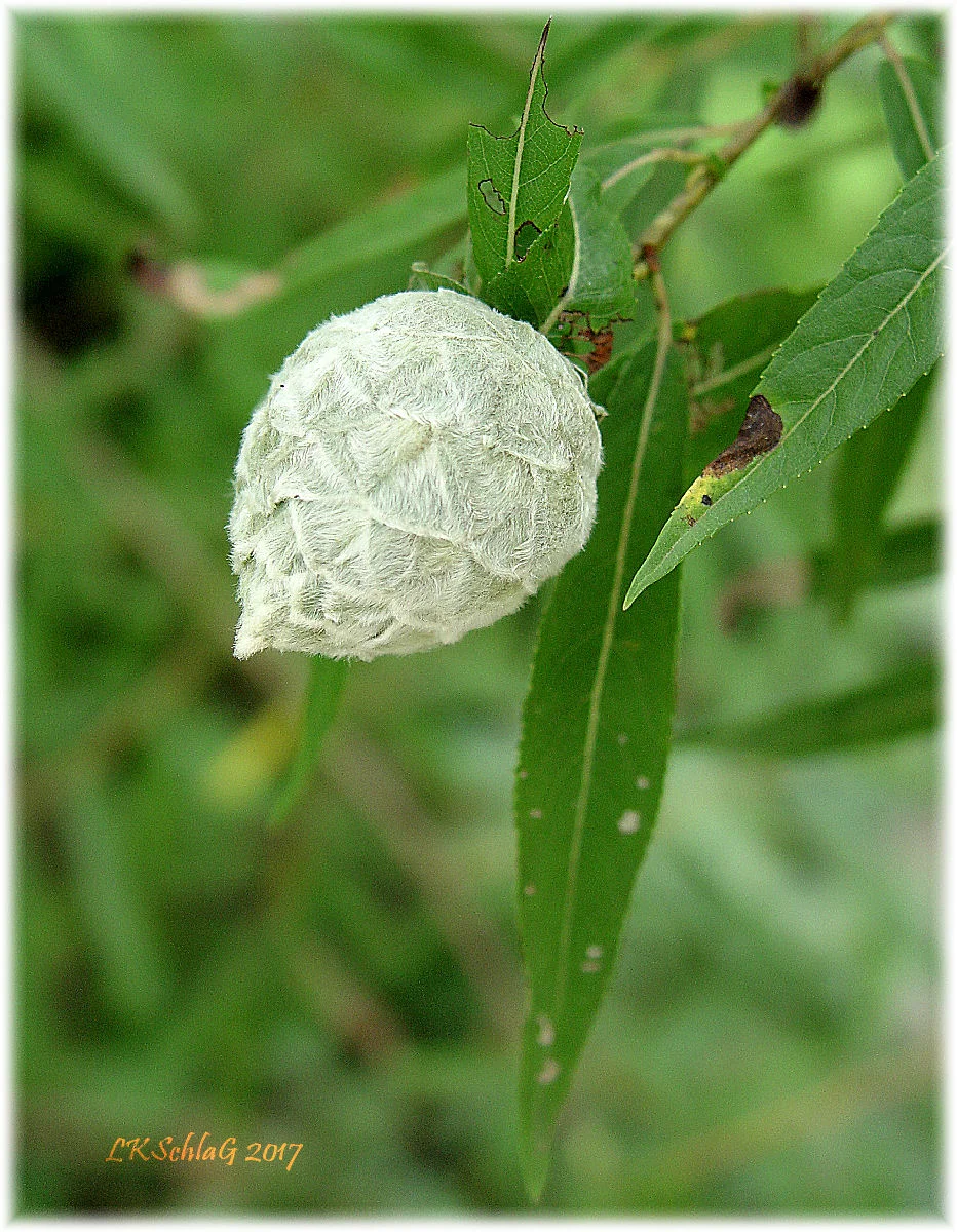 Willow pinecone gall on Salix sp. in summer, Hiram Township private property, Portage County 10 August 2017, Lisa K. Schlag article: Weird Willow Pinecone Galls and a Gall-Conversion! , BYGL, The Ohio State University