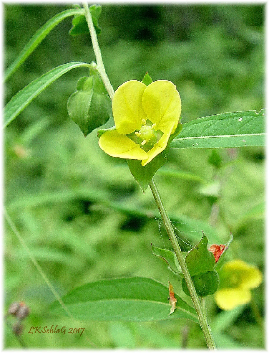 Seedbox , Ludwigia alternifolia , Veterans Memorial Park, Lake County 17 August 2017, Lisa K. Schlag herbarium specimen image, The Ohio State University Herbarium