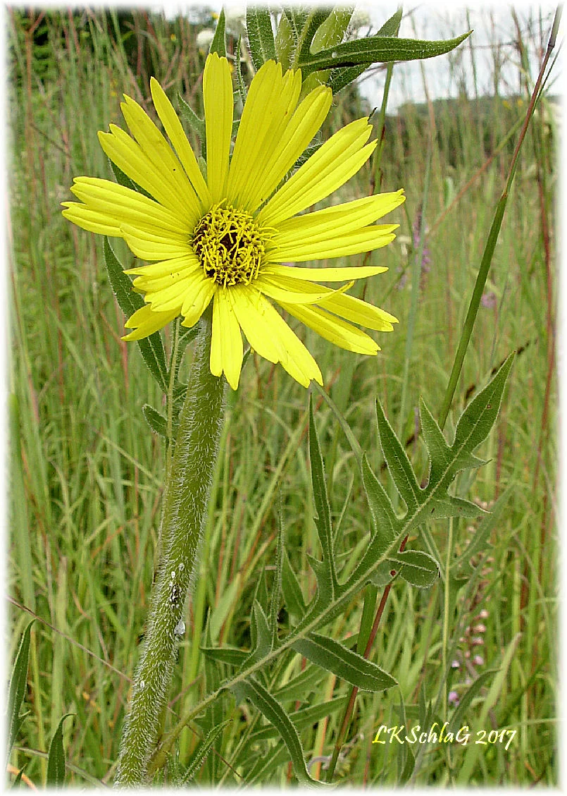Compass plant , Silphium laciniatum , The Wilderness Center , Stark County 12 August 2017, Lisa K. Schlag Aldo Leopold wrote in A Sand County Almanac , "Silphium first became a personality to me when I tried to dig one up to move to my farm. It was like digging an oak sapling. After half an hour of hot grimy labor the root was still enlarging,... I got no Silphium, but I learned by what elaborate stratagems it contrives to weather the prairie droughts."