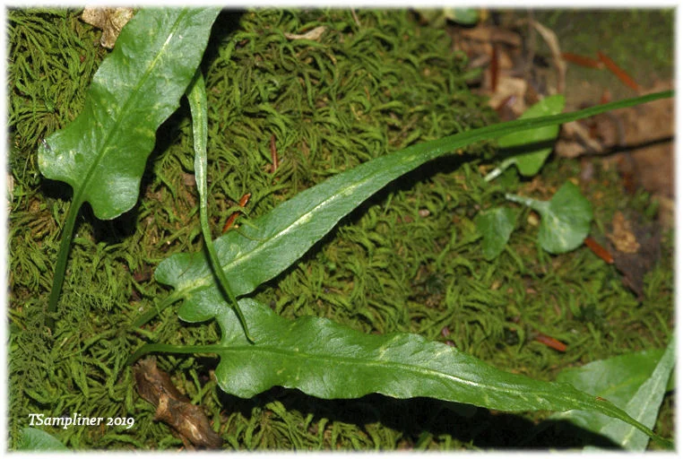 aspleniumrhizophyllumFronds.jpg