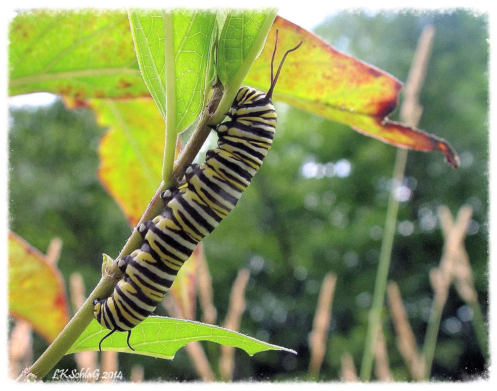 5th instar monarch, Danaus plexippus , caterpillar feeding on common milkweed, Asclepias syriaca , along Tinker’s Creek during a Cleveland Metropark: Woodland's of Bedford hike led by Fred Losi at Bedford Reservation on 27 July 2014.
