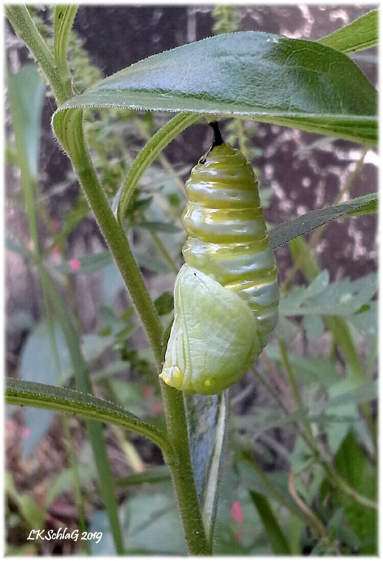 The same monarch larva was observed at 4:27 pm in its newly formed chrysalis after shedding its skin on 2 September 2019 in Nelson Twp.