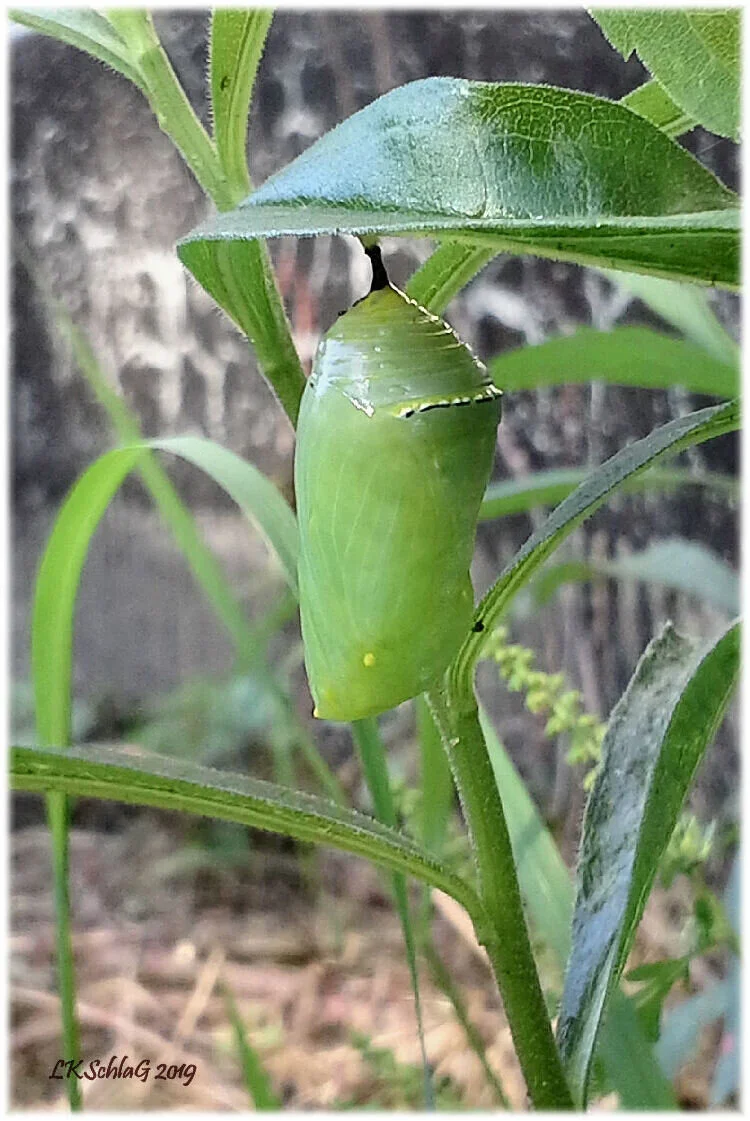 The same monarch larva was observed an hour later at 5:30 pm in its hardened protective chrysalis on 2 September 2019 in Nelson Twp.