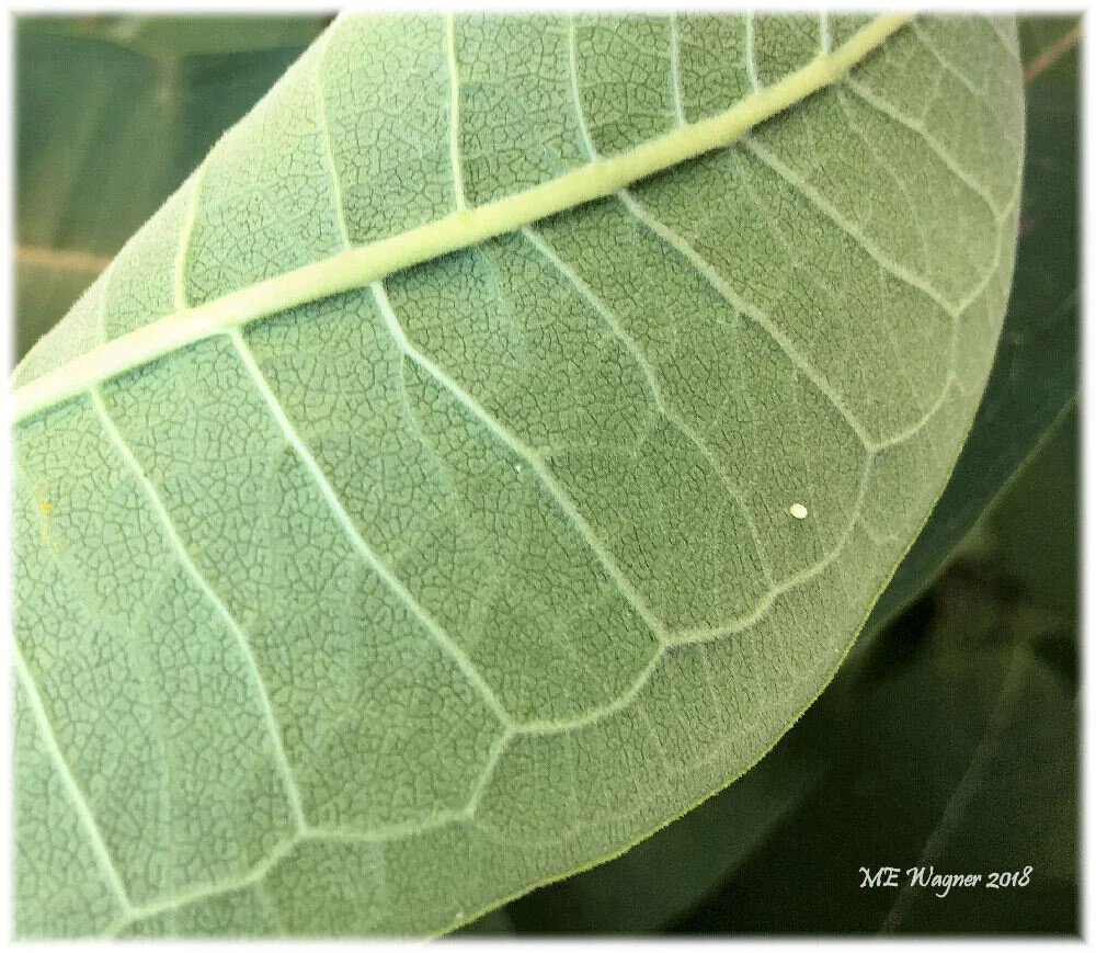 A single monarch, Danaus plexippus , egg observed on the underside of a milkweed, Asclepias , host plant leaf of common milkweed, Asclepias syriaca . Photograph courtesy of Mary Ann Wagner