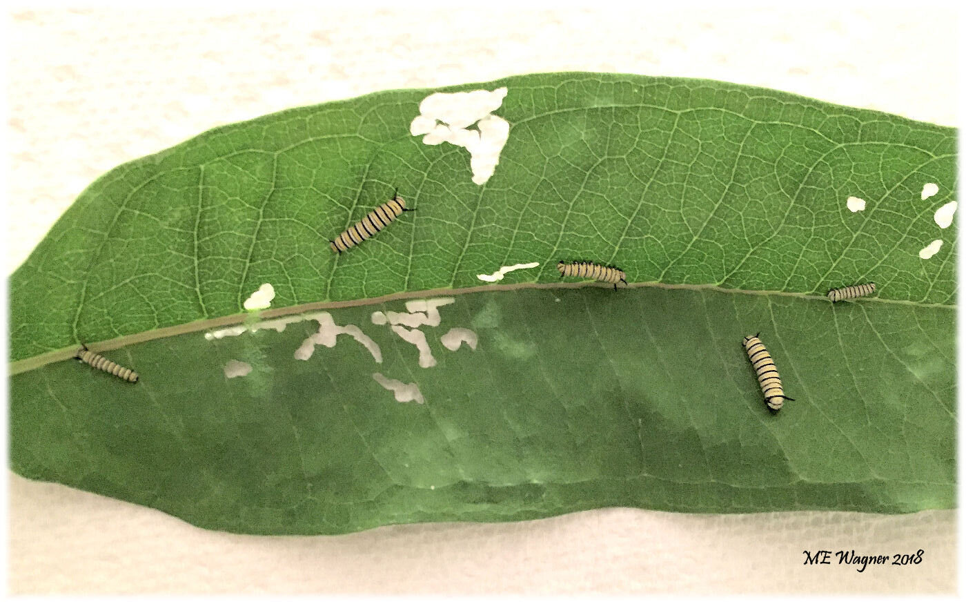 1st and 2nd instar monarch, Danaus plexippus, caterpillars being raised indoors feeding on common milkweed, Asclepais syriaca . Photograph courtesy of Mary Ann Wagner