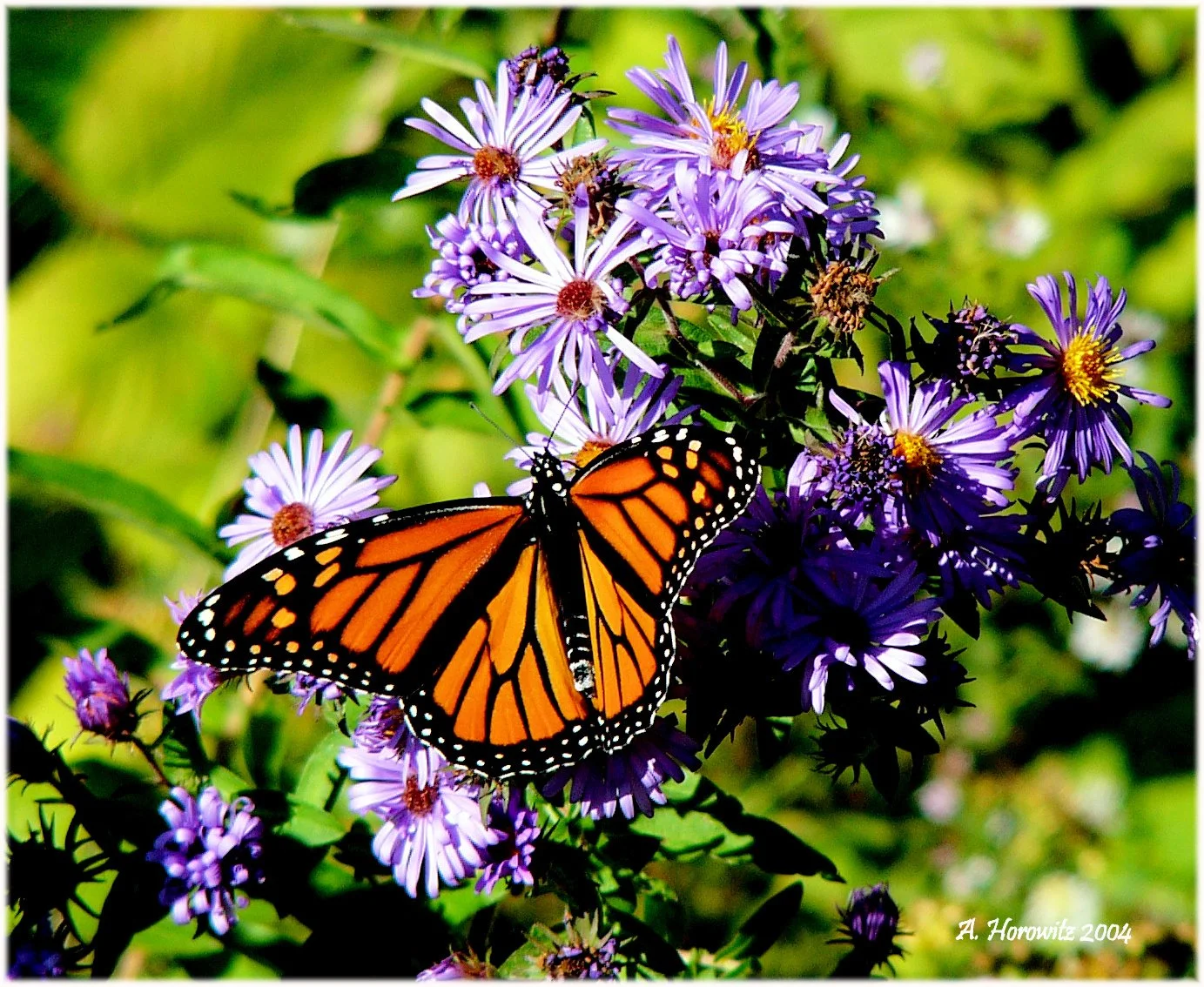 asterNewEnglandFlowers&Monarch_AHorowitz3x2004cafs.jpg
