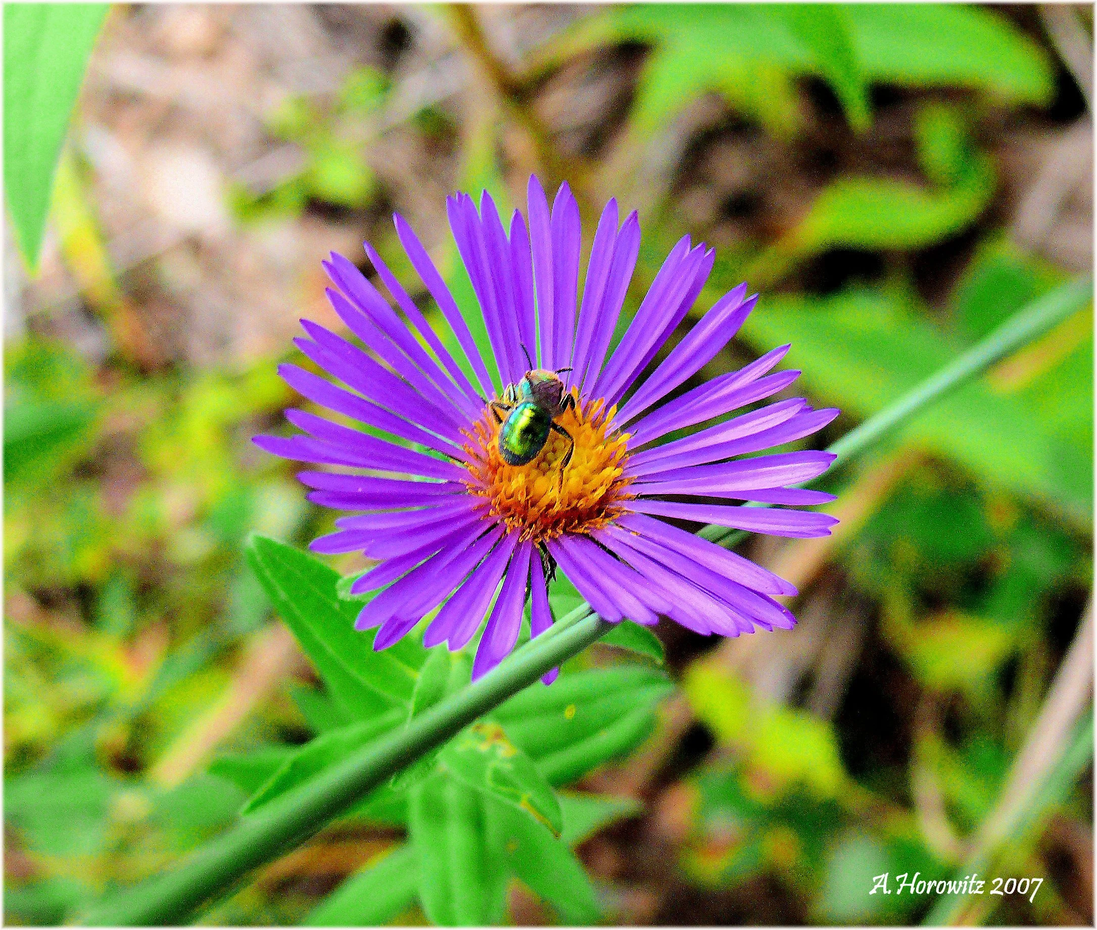 asterNewEnglandFlower&Insect_AHorowitz9iix2007cafs.jpg
