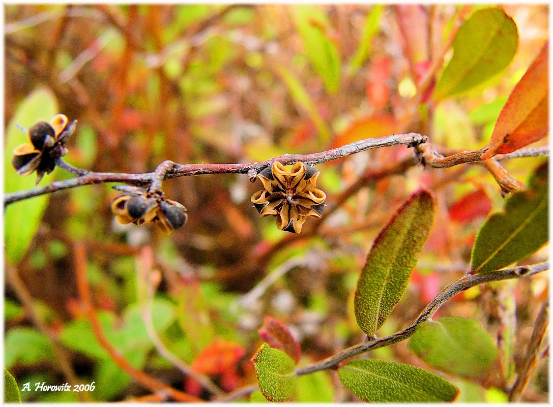 leatherleaf Chamaedaphne calyculata_AHorowitz21x2006cafs.jpg