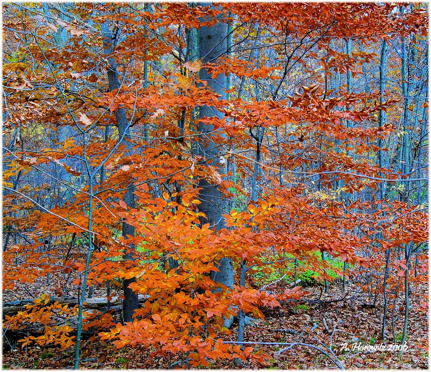 beechAmerican_Fagus grandifolia_AHorowitz5xi2006cafs.jpg