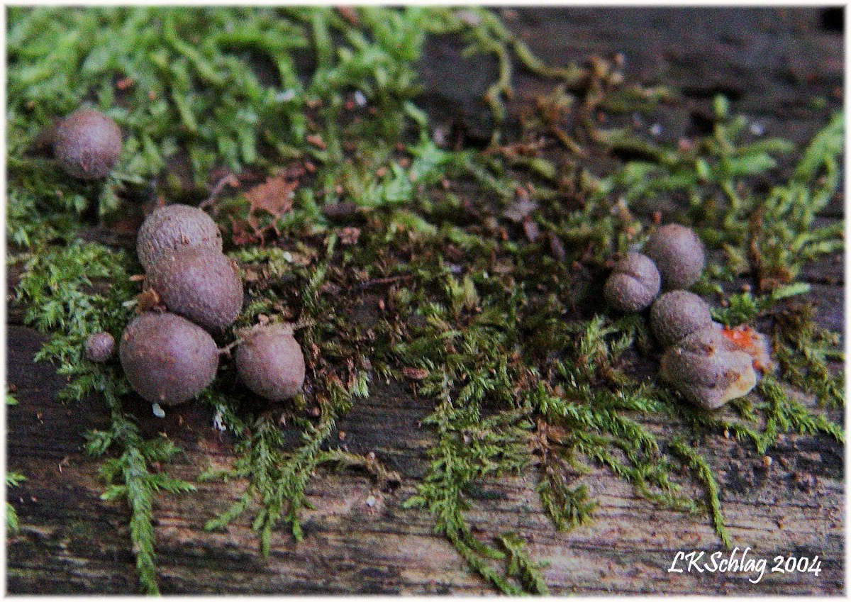 slimeMold_WolfsHoldenArboretumLKSchlag8x20041173crafs.jpg