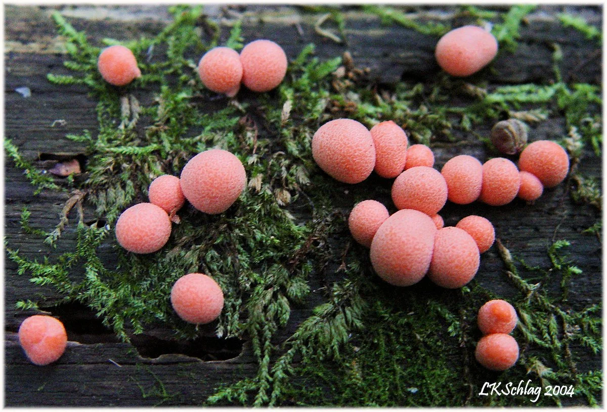 slimeMold_WolfsHoldenArboretumLKSchlag8x20041175crafs.jpg