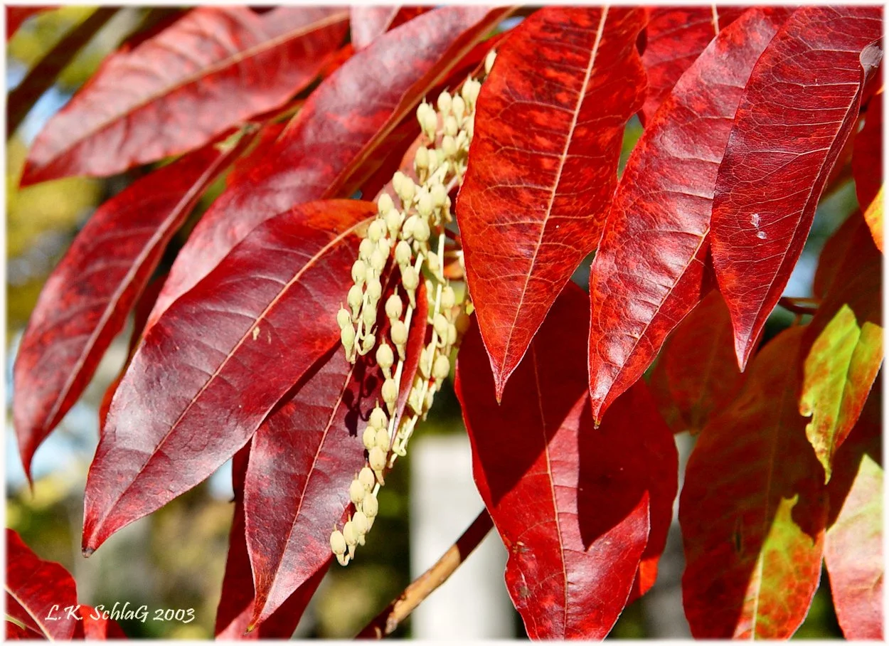 arboreumOxydendrumLeaves&FruitLakeViewCemetery30x2003LKSchlag00249crafs.jpg