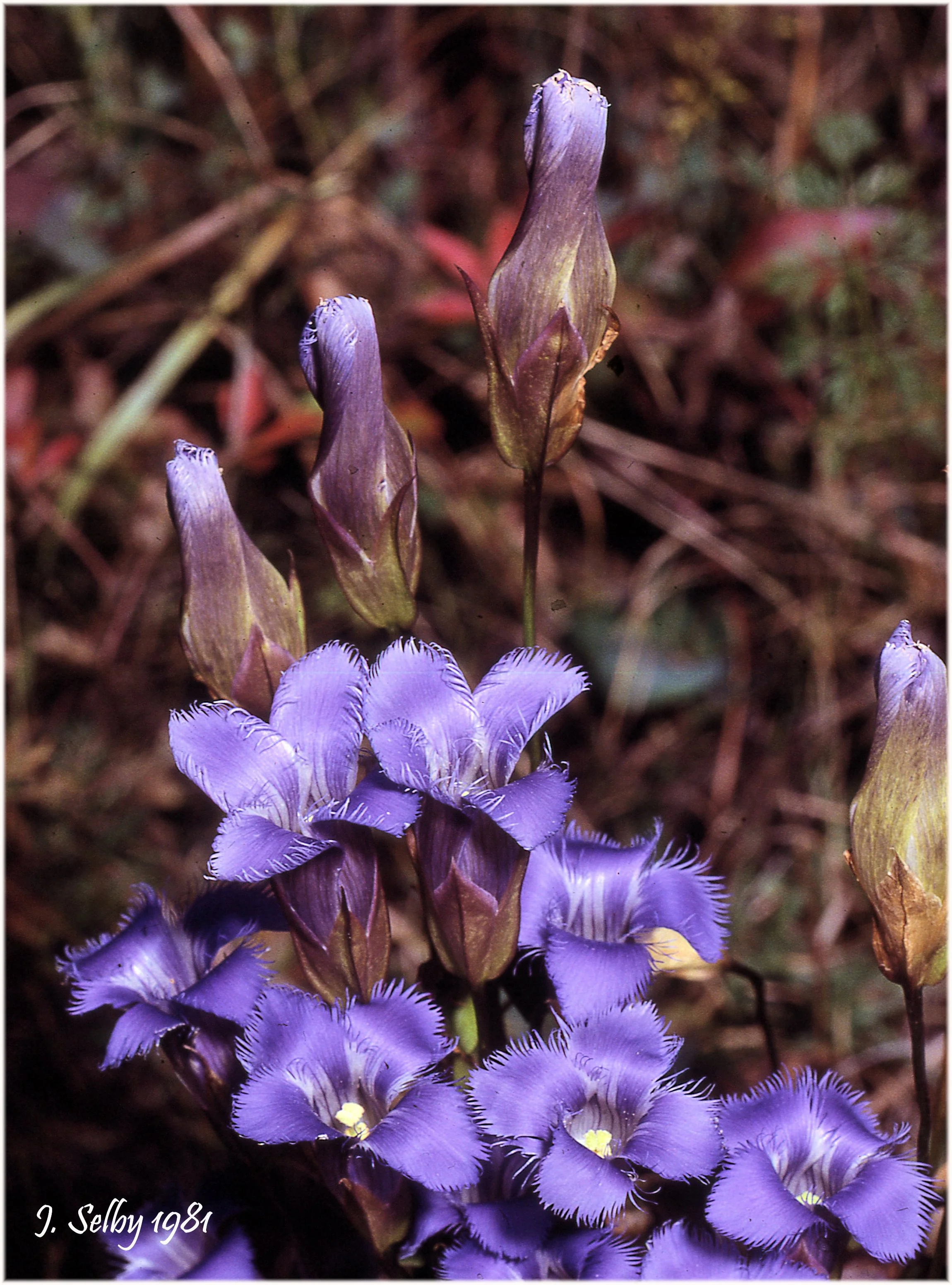 greaterFringedGentianFlowers&BudsStumpyBasin17x1981JackSelby65-024crafs.jpg