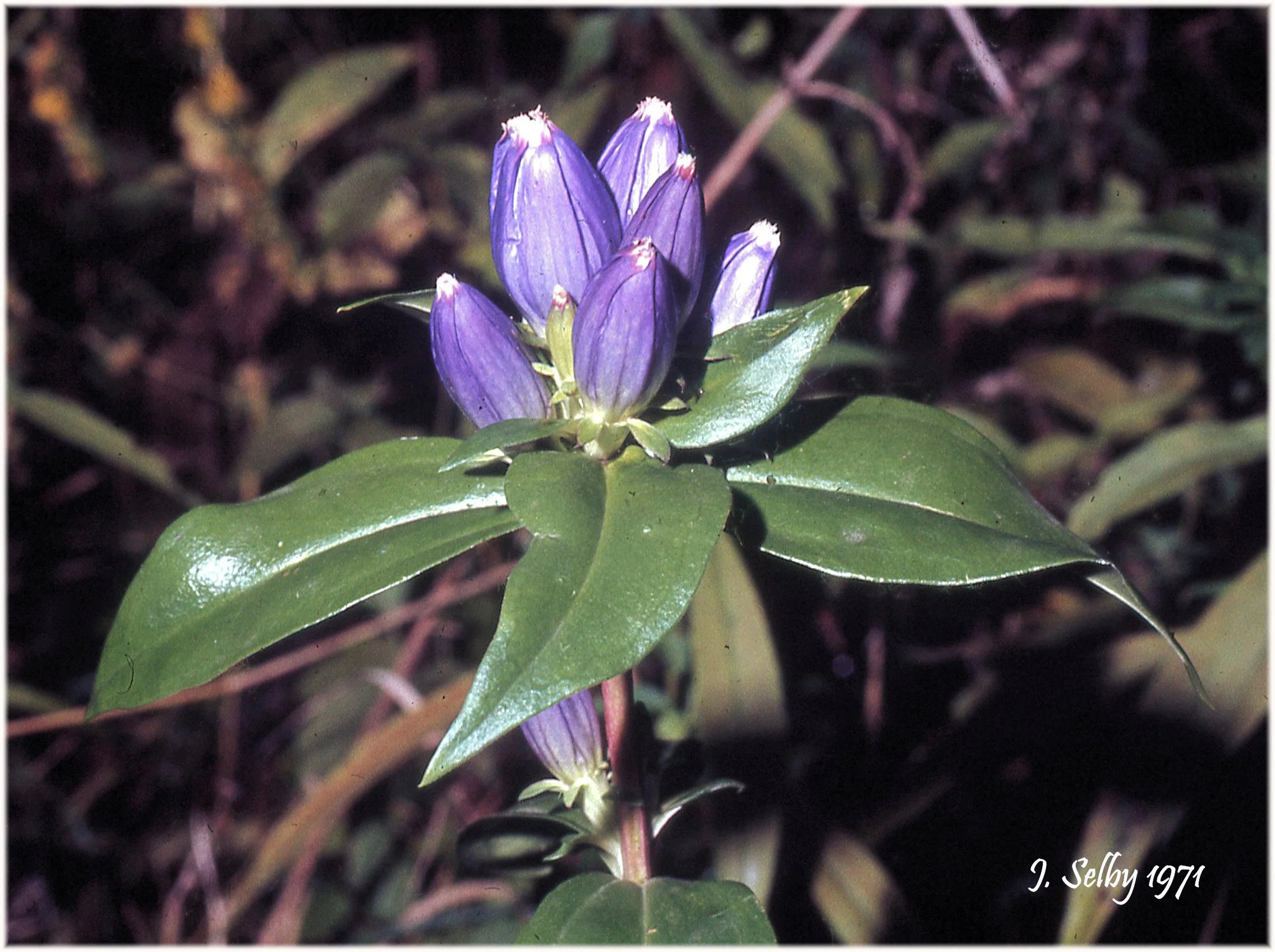 closedGentianFlowers&Leaves19ix1971JackSelby63-006crafs.jpg