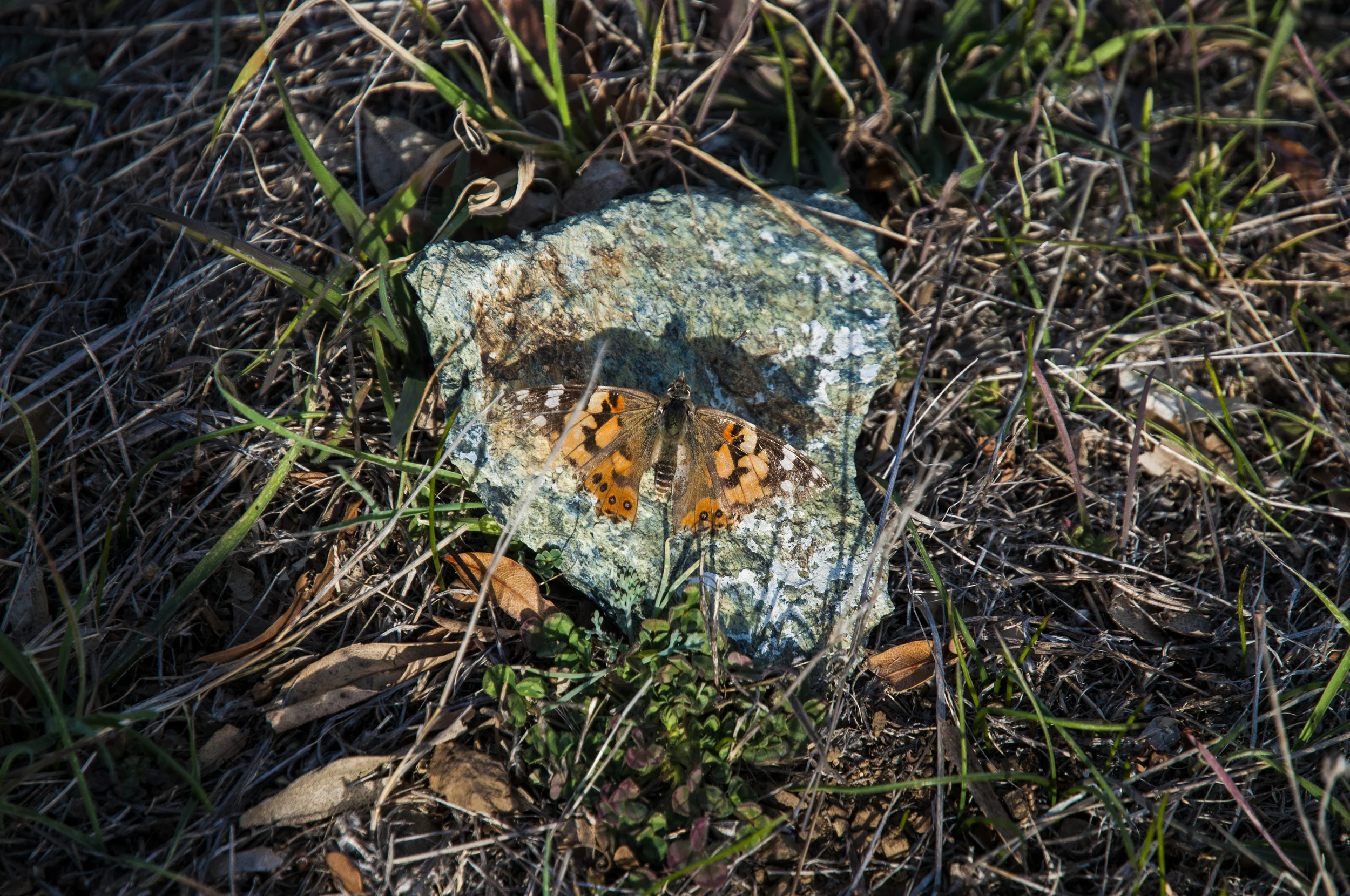 MtTamLia_JAN_01_14_09.jpg