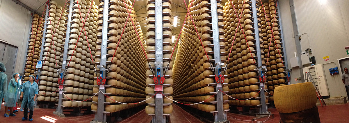 Wheels of Parmesano Reggiano being aged. 