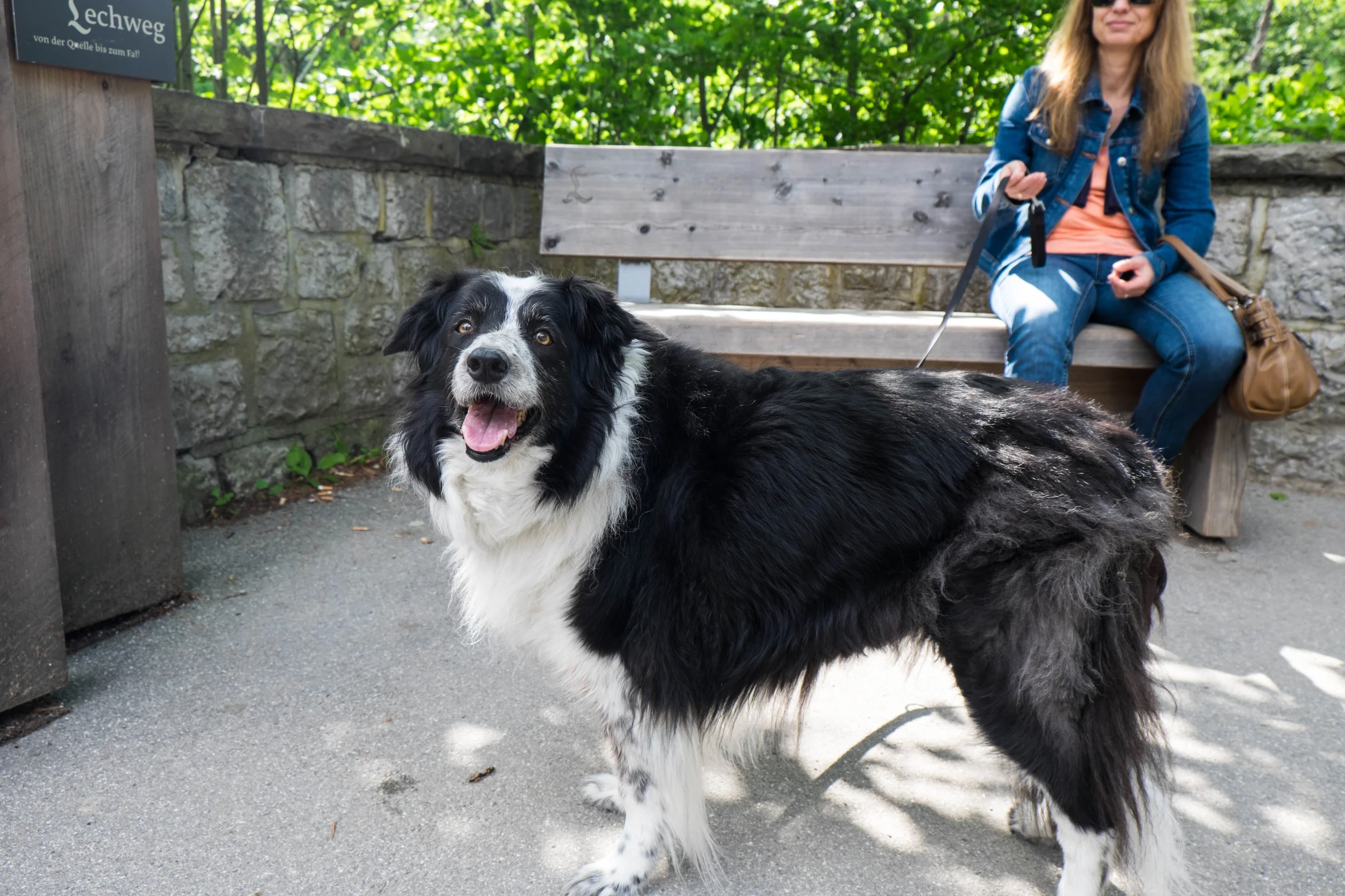 Of course I had to stop and take a photo of a German dog.
