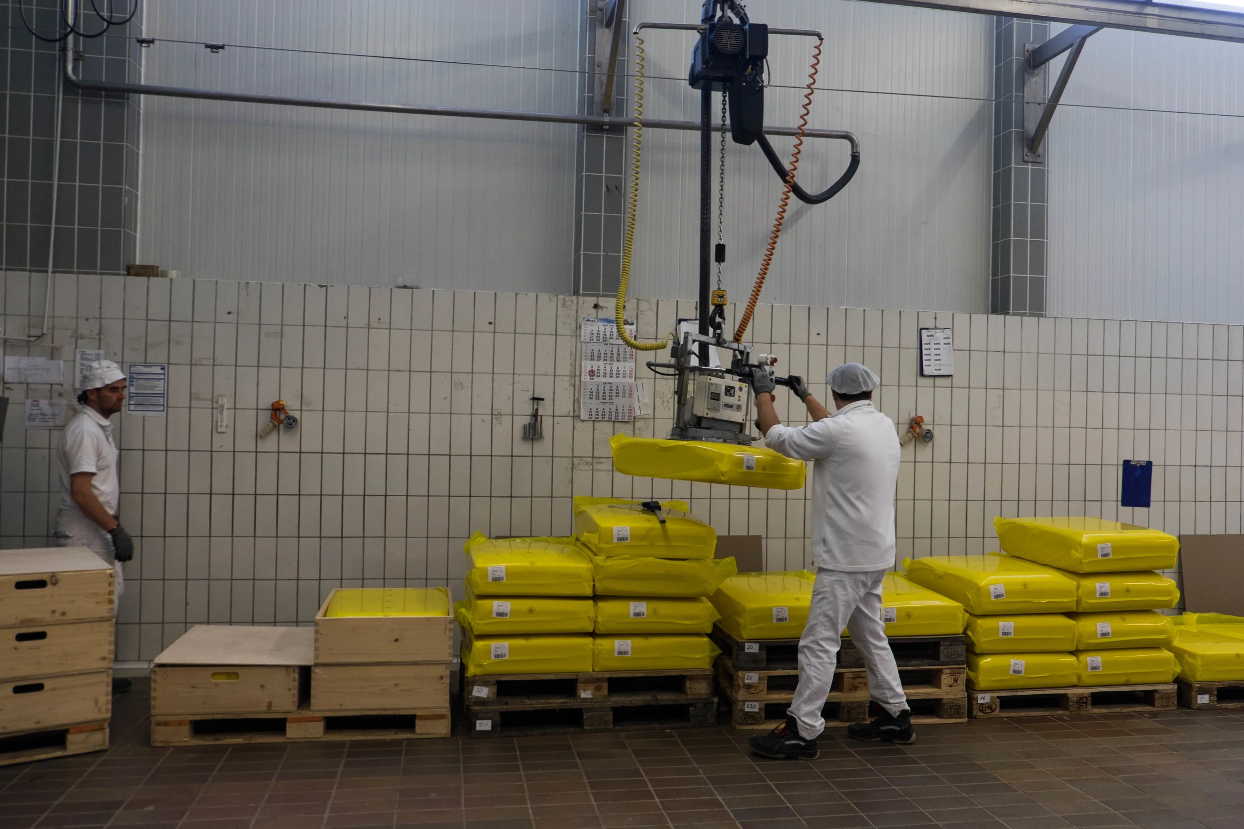 Moving blocks of emmentaler cheese.