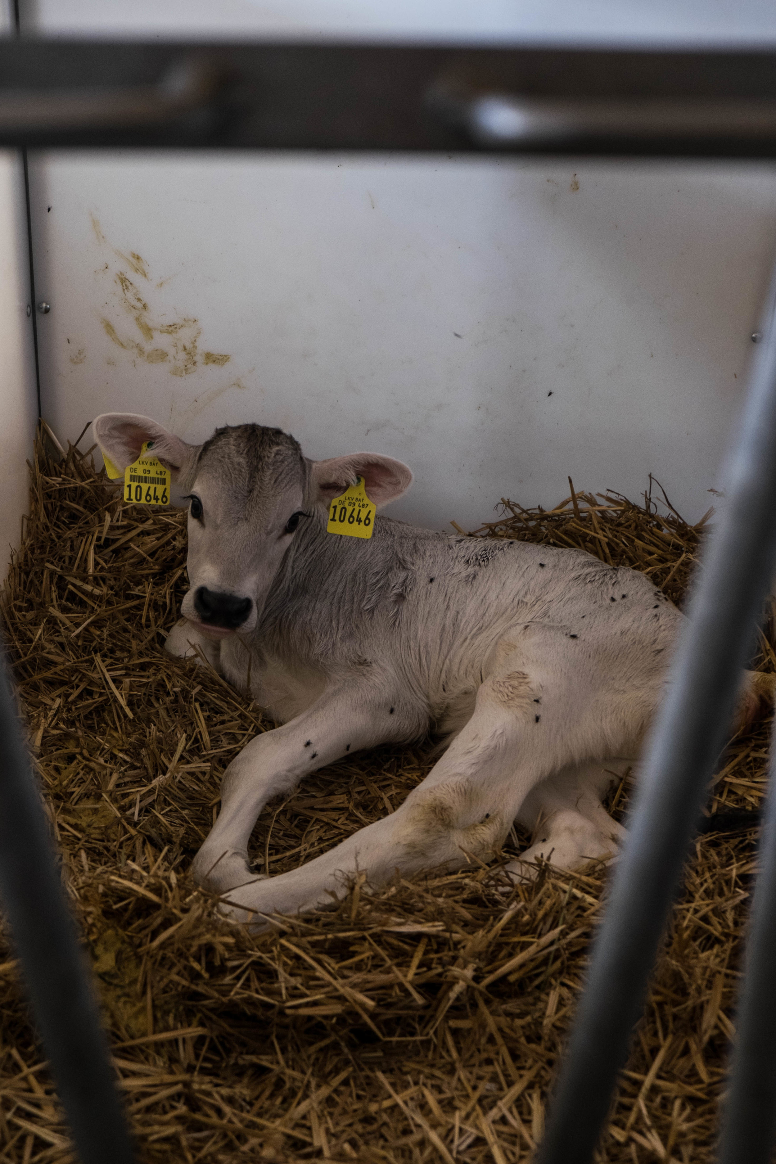 A little baby calf - just born a few days ago.