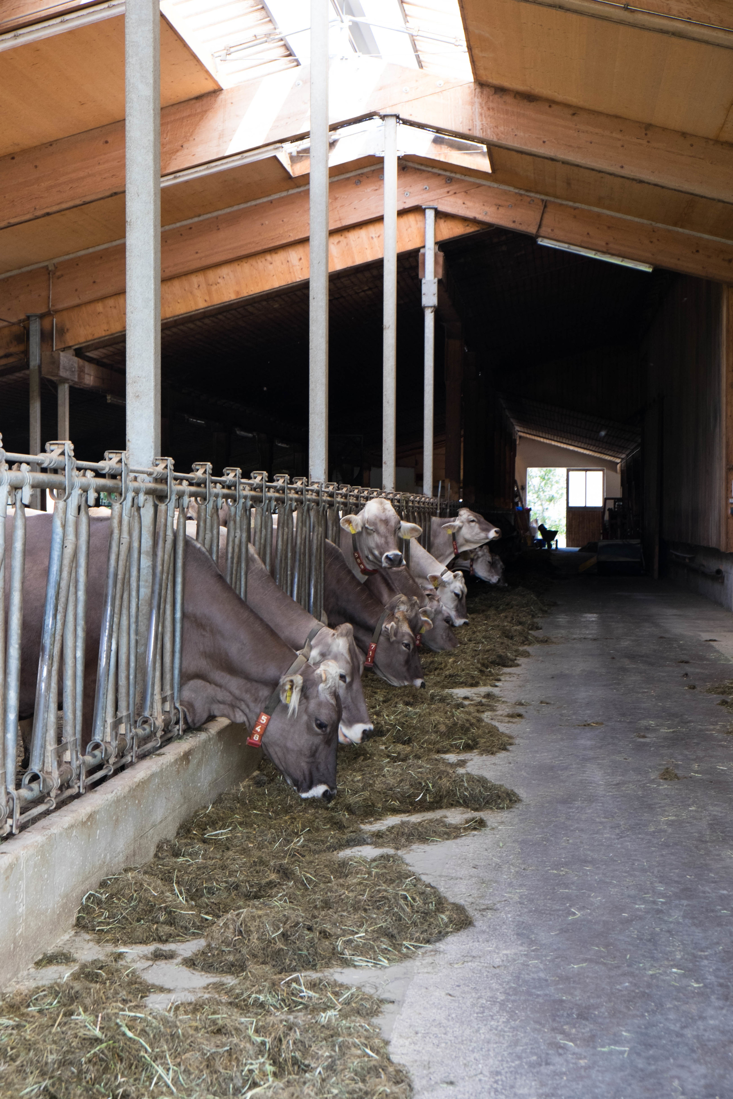 Feeding time for the cows.