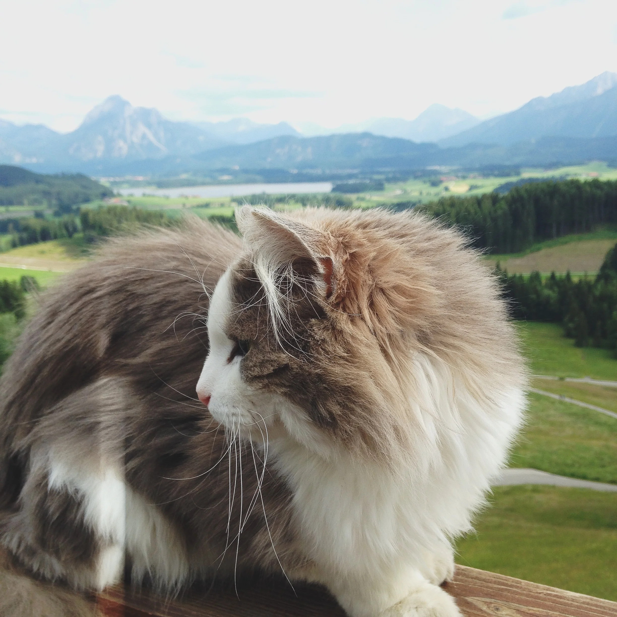 German kitty.
